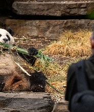 阿德萊德動物園熊貓及動物之旅（含門票）