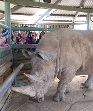 莫納托野生動物園：黑白犀牛互動體驗
