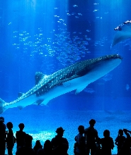 【那霸／北谷出發】沖繩美麗海水族館＆美國村之旅