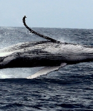 日本渡嘉敷島觀光＆賞鯨體驗
