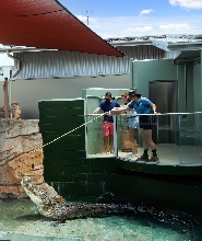 達爾文巨鱷餵食體驗＆導覽之旅