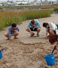 金門野生黃金蜆採集體驗＆燒酒螺製作