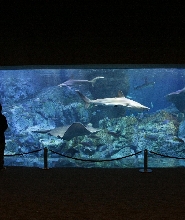 大分海洋宮殿水族館海之卵門票