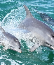 曼杜拉賞海豚景觀遊船之旅