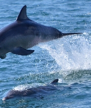 日本天草賞海豚體驗