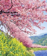 日本河津櫻+淨蓮瀑布+伊豆修善寺一日遊