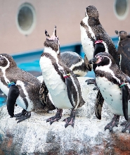 茨城縣立大洗水族館門票