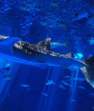 日本鹿兒島水族館門票