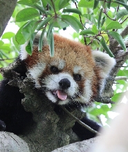 九州九十九島動植物園森閃閃門票