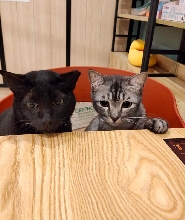 新加坡The Cat Cafe優惠券