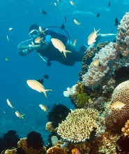 菲律賓與Wicked Squid Divers一同潛水