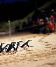 菲利普島 (Phillip Island) 企鵝歸巢及野生動物探索之旅
