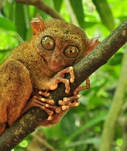 薄荷島一日遊：巧克力山、眼鏡猴、羅博河遊船