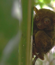 菲律賓薄荷島鄉村之旅（Southwest Tours 提供）