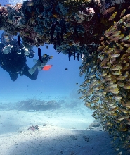 埃克斯茅斯出發|穆隆群島浮潛＆潛水體驗