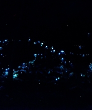 黃金海岸夜間雨林及螢火蟲半日遊