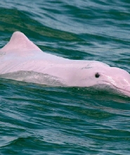香港中華白海豚觀賞之旅