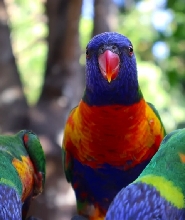 龍柏無尾熊動物園門票