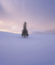 【中英粵導遊】北海道夜景：旭山動物園&青池&精靈露臺一日遊