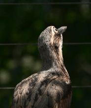 凱恩斯庫蘭達鳥類世界門票