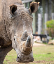 悉尼動物園門票