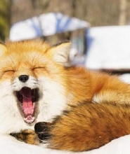 新宿出發 |【日本東北二日遊】銀山溫泉 藏王樹冰 狐貍村（中英文導遊）