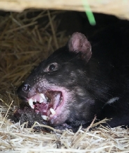 塔斯馬尼亞惡魔動物園門票