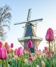 從安特衛普出發，前往庫肯霍夫花園及風車一日遊