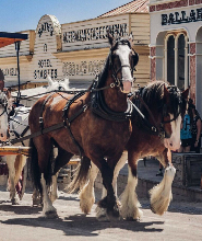 墨爾本疏芬山+巴拉瑞特市區一日遊(中文導覽)