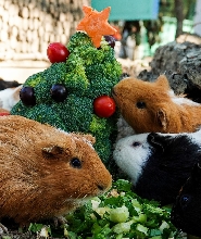 臺南頑皮世界野生動物園門票