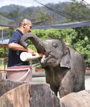 【吉隆坡出發】瓜拉甘達大象保育中心 + 鹿園 + 原住民部落之旅
