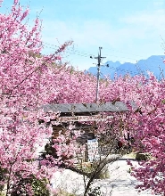 新竹司馬庫斯文化一日遊