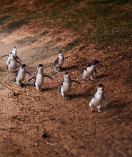 菲利普島私人旅遊