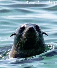 鄧斯伯勒生態浮潛之旅