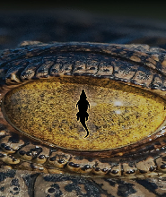 Croc! 從失落的巨鱷到現存的傳奇