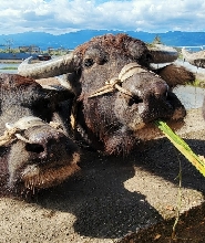 牛頭司親子農場門票