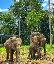 吉隆坡文冬大象保育中心一日遊（含餐點及接送）