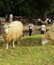 臺中高美濕地 & 清境農場一日遊