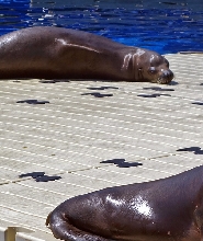 巴塞隆納動物園門票(Zoo de Barcelona)