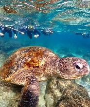 屏東: 小琉球蟹老闆浮潛體驗 (贈拍照)