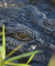 達爾文跳躍鱷魚巡遊之旅