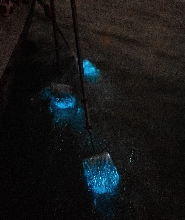 雪蘭莪藍眼淚遊船之旅