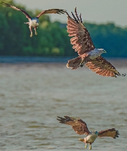 瓜拉雪蘭莪老鷹餵食體驗