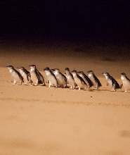 探索墨爾本：城市觀光、菲利普島企鵝和大洋路