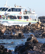 澳洲菲利普島尋訪海豹遊船之旅