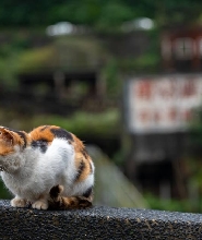 九份、十分和猴硐貓村私人一日遊