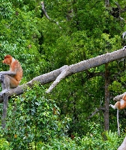 沙巴Nanamun Kawa River野生動物＆日落螢火蟲遊船