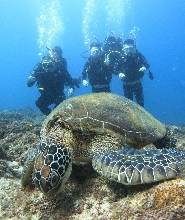 小琉球海龜近距離1對1體驗潛水