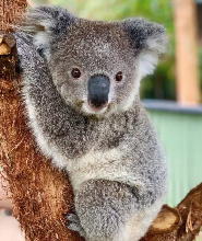 與小動物親密互動、體驗迴旋鏢和燒烤午餐