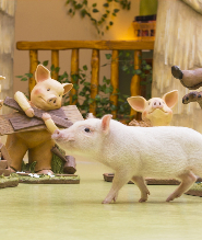 原宿Micro Pig Cafe迷你豬咖啡廳體驗